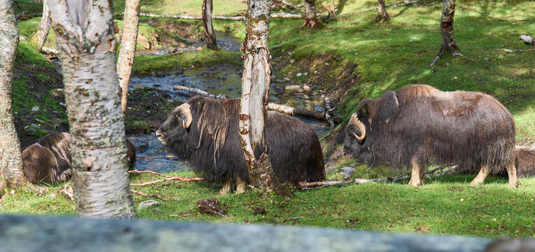 Muskoxen in their natural habitat in the Polar Park, Bardu municipality Norway, one of the most northern animal parks. Reintroduction of muskoxen in Norway. Tourist attraction in Norway.