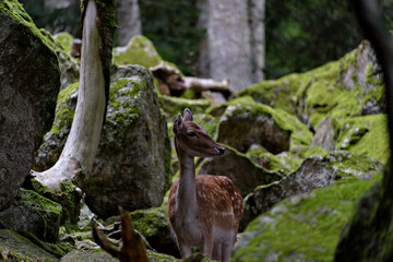 Fallow deers in La Garrotxa, Girona, Pyrenees, Spain. Europe.