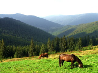 Fototapeta na wymiar Horses graze on a pasture in the mountains