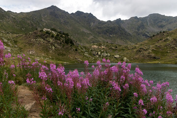 Obraz premium pink flowers at estany primer in Andorra