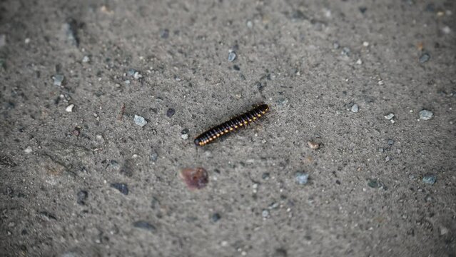 Crawling yellow-spotted millipede on the ground
