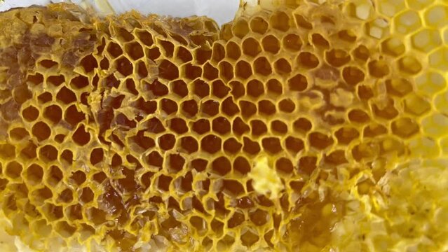 Beeswax is filled with fresh honey. 