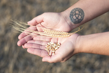 Unrecognisable young woman holding two golden ears of wheat and grains between her palms. Triquetra tattoo on her wrist. In the background, out-of-focus harvested wheat field.