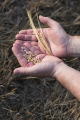 Hands of a farmer holding two golden ears of wheat and grain. In the background, out-of-focus harvested wheat field. vertical image.