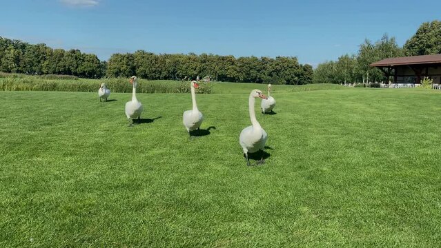 Group of graceful white swan walking waddle.