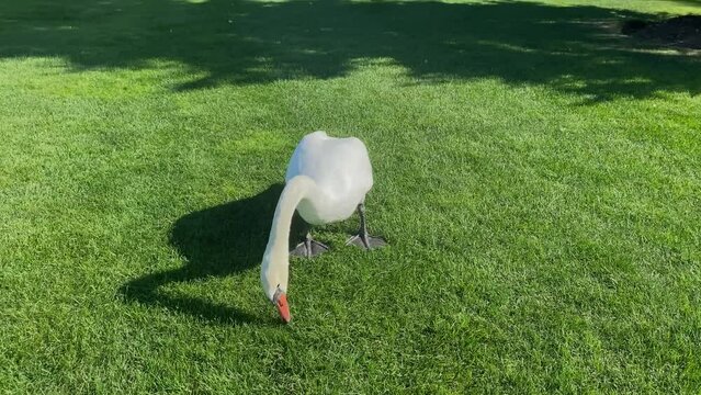 White swan walking in park and eats grass.