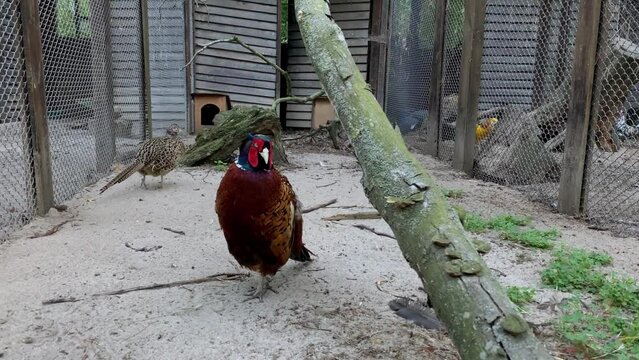 Adult beautiful rooster of pheasant Satyr Tragopan