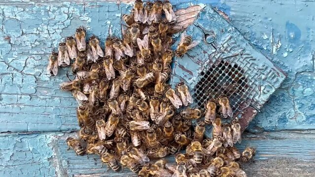 A family of bees bustles around their hive
