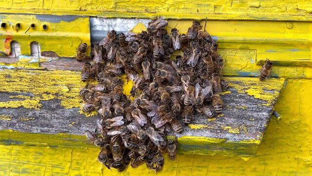 Close-up of bees sitting in a swarm in a pile