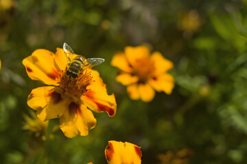 Honey bee Apis mellifera forager collects nectar from the orange flowers of Butterfly Weed Asclepias tuberosa Closeup. Copy space.