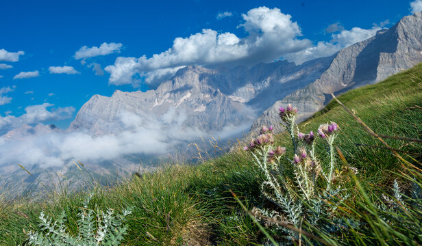 Au dessus du col de Boucharo chardon de Pyr&eacute;n&eacute;es