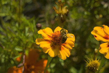 Honey bee Apis mellifera forager collects nectar from the orange flowers of Butterfly Weed Asclepias tuberosa Closeup. Copy space.