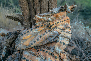 Dead cactus close-up in Sabino Canyon State Park- Tucson, Arizona