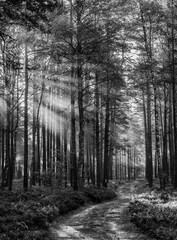 black and white forest landscape