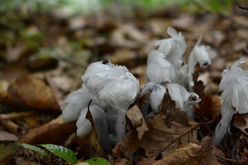 ギンリョウソウ