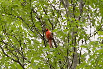 Cardinal Perched In A Tree In June