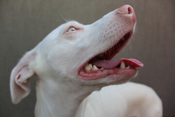 Perro Albino