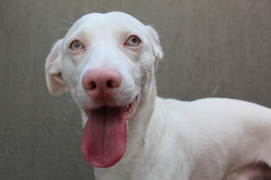 Perro Albino