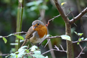 Fototapeta premium A Robin Red Breast sitting on a branch of a tree in the forest. These birds are often associated with Christmas.
