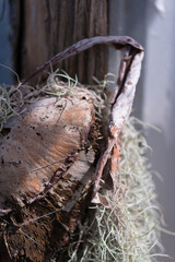 background with plant trunk and wall