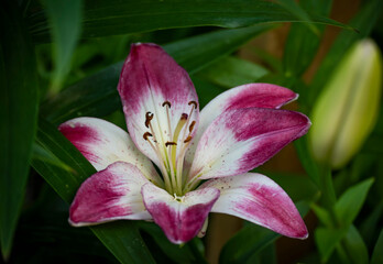 Pink and white lily close-up on a background of green leaves. Beautiful postcard