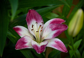 Pink and white lily close-up on a background of green leaves. Beautiful postcard