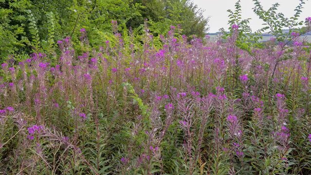 close-up of Purple loosestrife (Lythrum salicaria) swaying in a gentle breeze