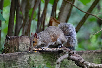 A beautiful portrait image of a wild squirrel in the forest. This forest is located in Preston, Lancashire and is home to many wildlife.