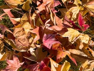 Looking straight down at a pile of fall-colored leaves. The leaves are orange, yellow, gold, red, and brown. Full frame.