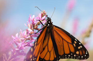 Danaus plexippus on Lythrum (blue sky background)