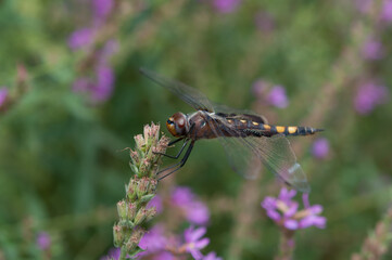 dragonfly on a flower