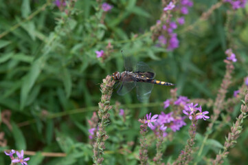 dragonfly on a flower