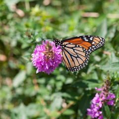 Danaus plexippus on Lythrum (foliage background)