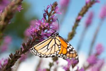 Danaus plexippus on Lythrum (blue sky background)