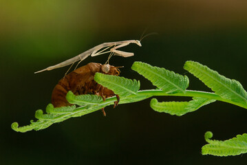 white praying mantis and cicada skin shed on a leaf