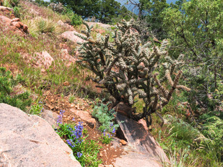 Royal Gorge