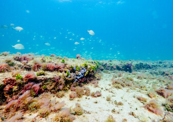 Fototapeta na wymiar underwater view of coral reef with school of fish