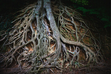 Roots of Tree, basic social media, message board.