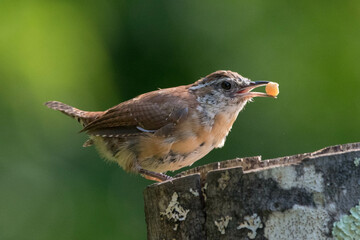 Carolina wren perched on a stump.