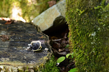 切株に生えたキノコ