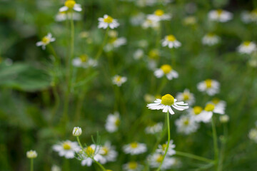 daisies in the meadow for herbal tea