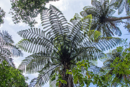 Forest canopy of palm tree leaves in New Zealand.
