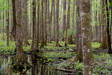 Swamp trees with water and ferns