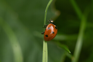 ladybug on grass, close up photography