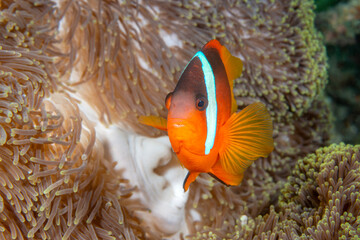 Orange clownfish on anemone - obrazy, fototapety, plakaty