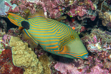 Fototapeta na wymiar Colorful green tropical triggerfish