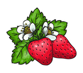 Strawberry bunch of two red berries green leaves and blooming flowers. Ripe wild forest berry. Farm fresh eco food. Juicy sweet strawberries isolated on white for poster, fruit emblem, farmers market