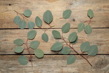 Eucalyptus branches with fresh green leaves on wooden table, flat lay
