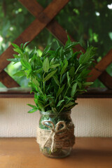 Beautiful green mint in glass jar on wooden table