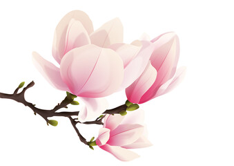 Fototapeta Rozkwitająca magnolia. Ręcznie rysowane kwiaty w kolorze bladego różu z gałązką i pąkami. obraz